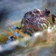 snow, shell, grass