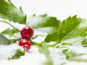 snow, blueberries, holly