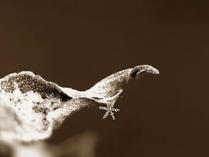 snow, Close, petal, snow, star, leaf