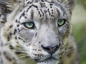 snow leopard