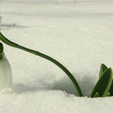 Snowdrop, snow