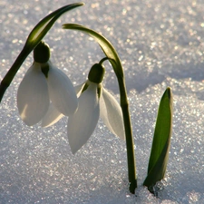 snowdrops, snow