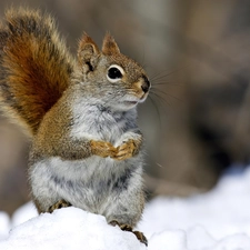 squirrel, snow