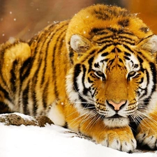 tiger, snow