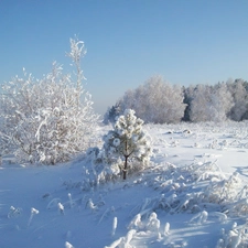 trees, Bush, snow, viewes