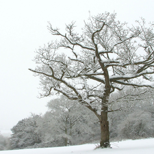 snow, winter, trees