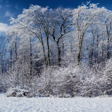 snow, winter, viewes, Bush, trees