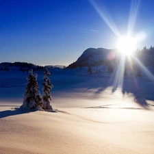 trees, rays, snow, winter, viewes, sun