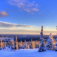 snow, winter, sun, Spruces, west