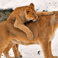 snow, Lioness, young