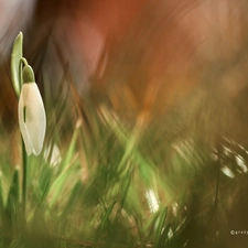 Colourfull Flowers, White, Snowdrop