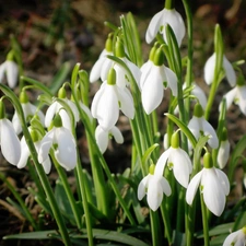 snowdrops