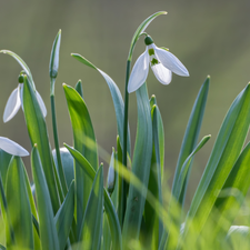 blooming, White, Flowers, snowdrops