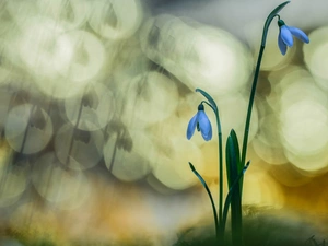 Flowers, snowdrops, Bokeh, Two cars