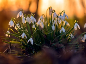 snowdrops, Flowers, cluster