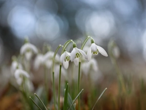 snowdrops, cluster