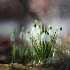 Flowers, grass, Bokeh, snowdrops