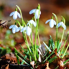 snowdrops, nature, Flowers