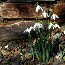 snowdrops, Spring, Flowers