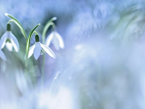 snowdrops, Flowers