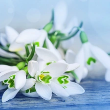 Bench, small bunch, snowdrops