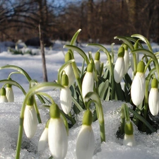 snow, snowdrops