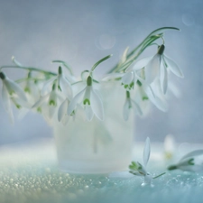 vase, White, Flowers, snowdrops