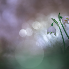 Spring Snowflakes, Two cars, Flowers