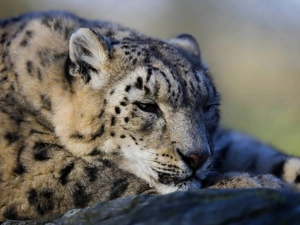 snow leopard, Leopards, snowy