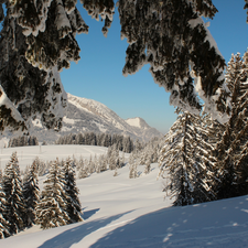 Snowy, Spruces, Mountains, woods, winter