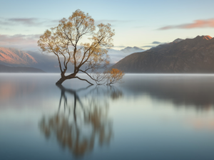 Wanaka Lake, trees, New Zeland, autumn, South Island, morning, Sunrise, reflection