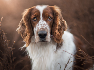 dog, Welsh Springer Spaniel