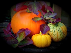 Species, pumpkin, Three