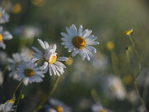 spider, Flowers, camomiles