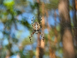 female, Spider, Garden Spider