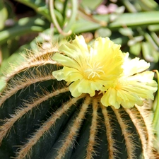 Spikes, flower, Cactus