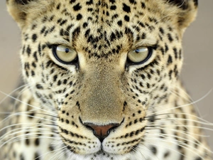 spots, Leopards, hair