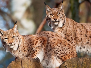 spots, lynx, Logs