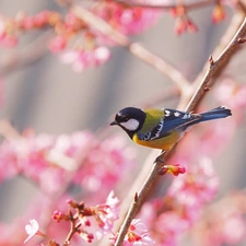 Spring, tit, branch