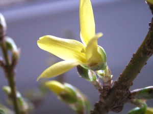 forsythia, Spring, Bush, Colourfull Flowers