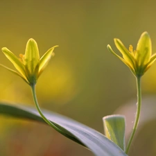 Yellow gold plating, Colourfull Flowers, Spring