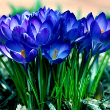 Spring, Blue, crocuses