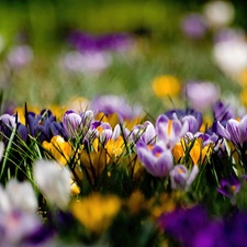 Spring, color, crocuses