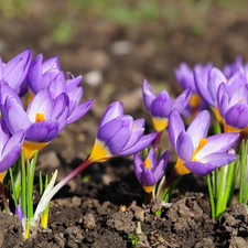 Spring, purple, crocuses