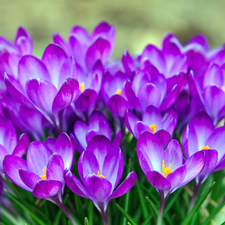 Spring, purple, crocuses