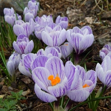 crocuses, stripes, Spring, purple