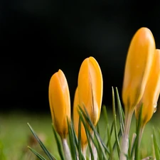 Spring, Yellow, crocuses