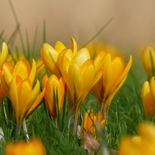 Spring, Yellow, crocuses