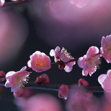 donuts, kirsch, Spring, Flowers