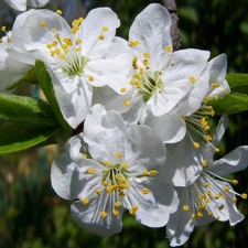 flourishing, Garden, Spring, trees